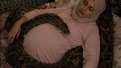 امرأة حامل بجوار أفعاها الأليفة الضخمة كل ليلة